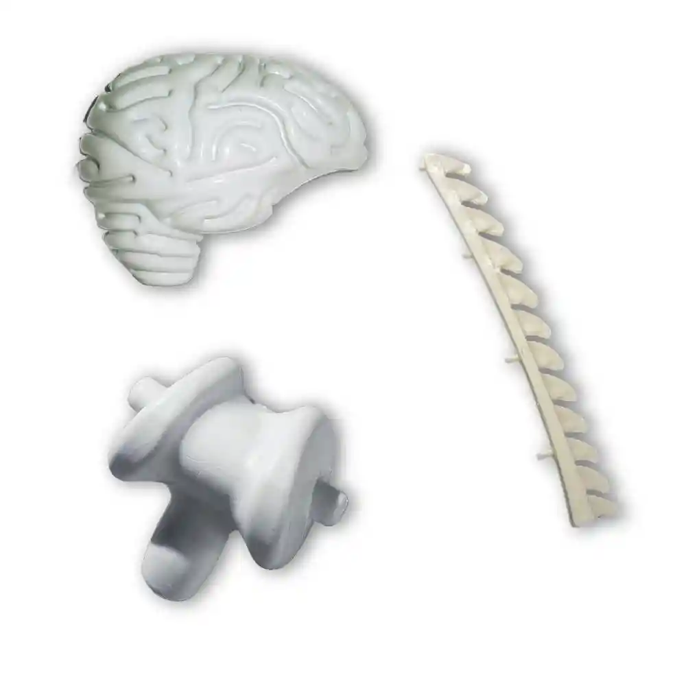 1/2 Cerebro Derecho Vértebras Posteriores Bulbo Rba