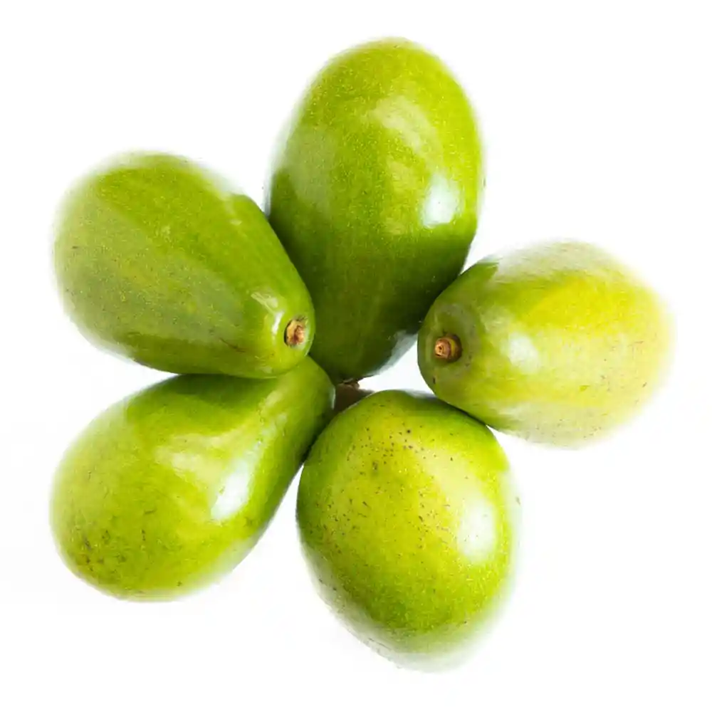 Aguacate Injerto X Unidad