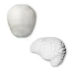 1/2 Cerebro Izquierdo Tapa Cráneo Rba