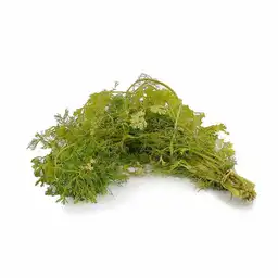 Olímpica Cilantro Criollo 