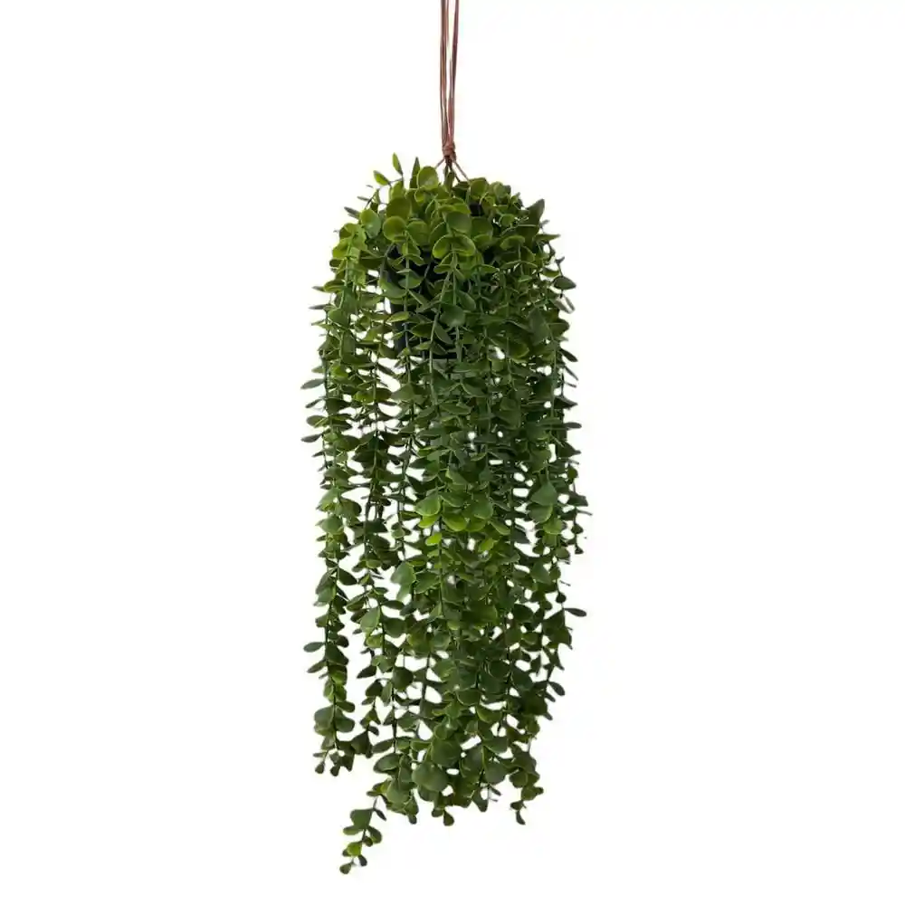 Planta Colgante Concepts 592301427