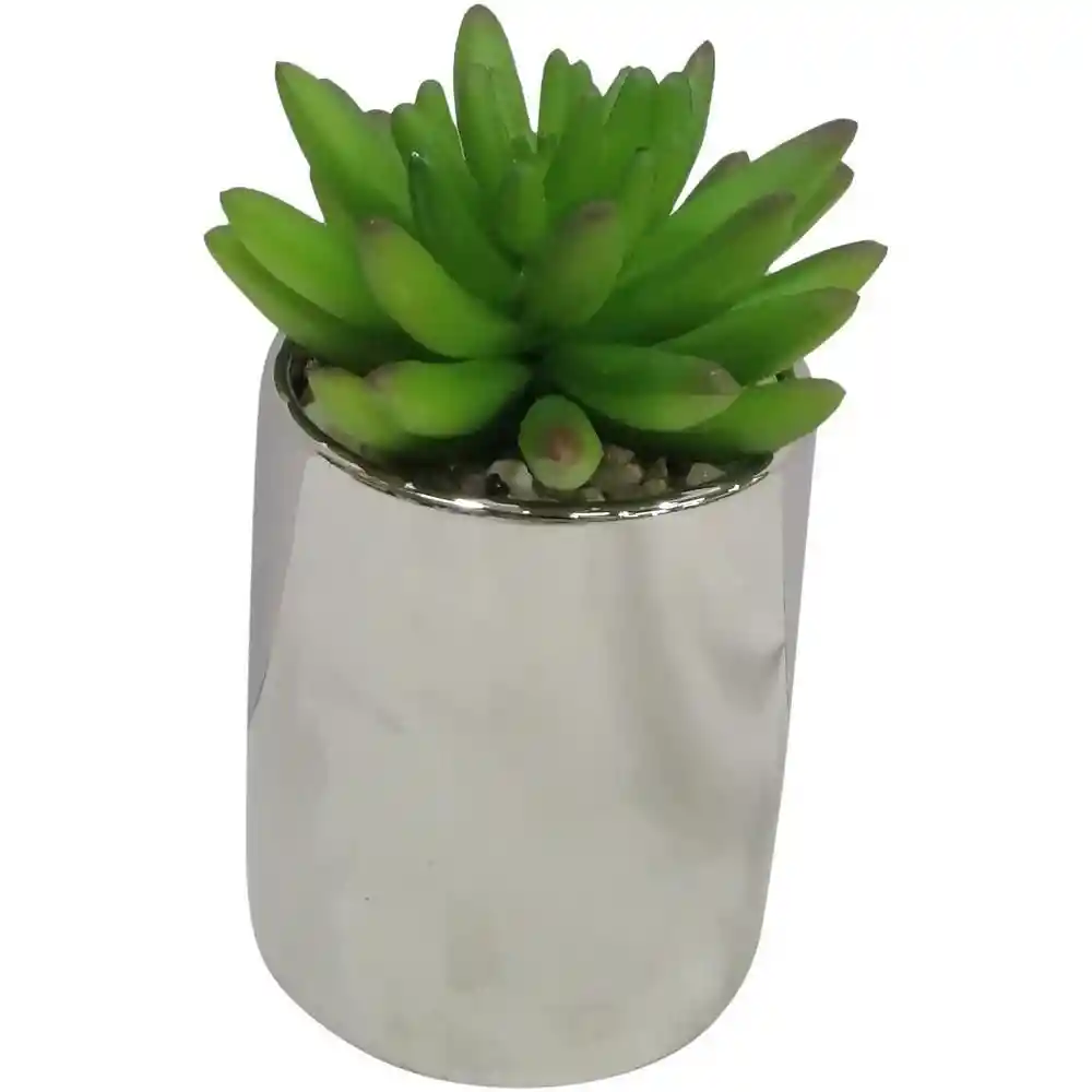 Suculenta Crassula Concepts 456471856