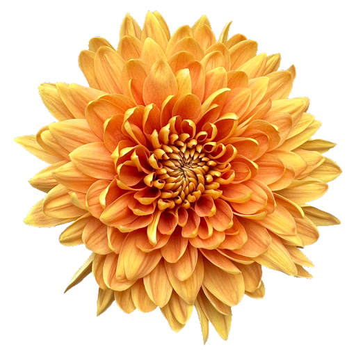 Ramo de Flores El Capirocrisantemo Desbotonado Naranja