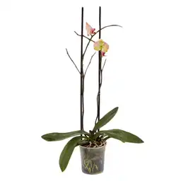 Planta Orquídea Doble P12 Tierra Negra