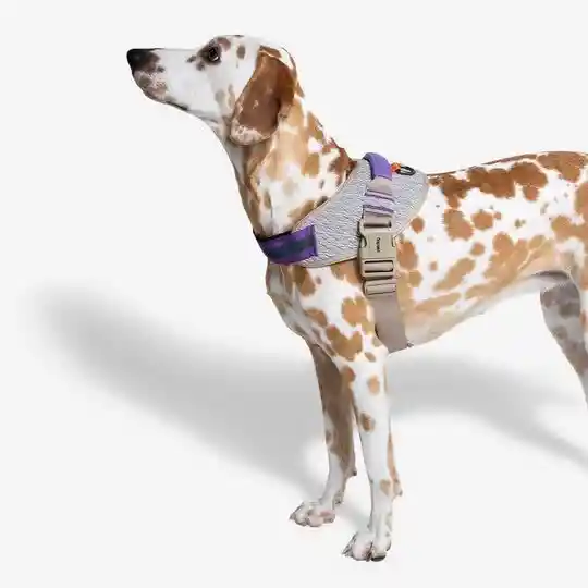 Fly Harness Peitoral para Cachorros Zeedog