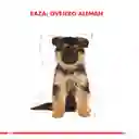 Royal Canin Alimento para Perro Pastor Alemán Puppy
