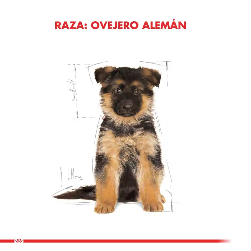 Royal Canin Alimento para Perro Pastor Alemán Puppy