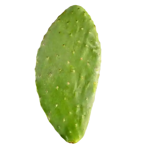 Nopal