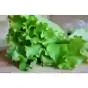 Members Selection Lechuga Tropical