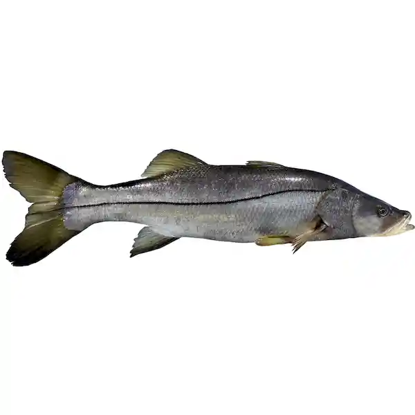 Robalo Entero