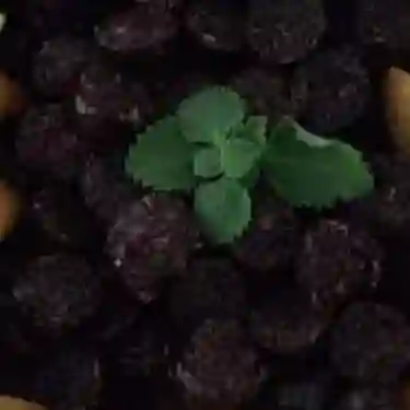 Morcilla Envigadeña