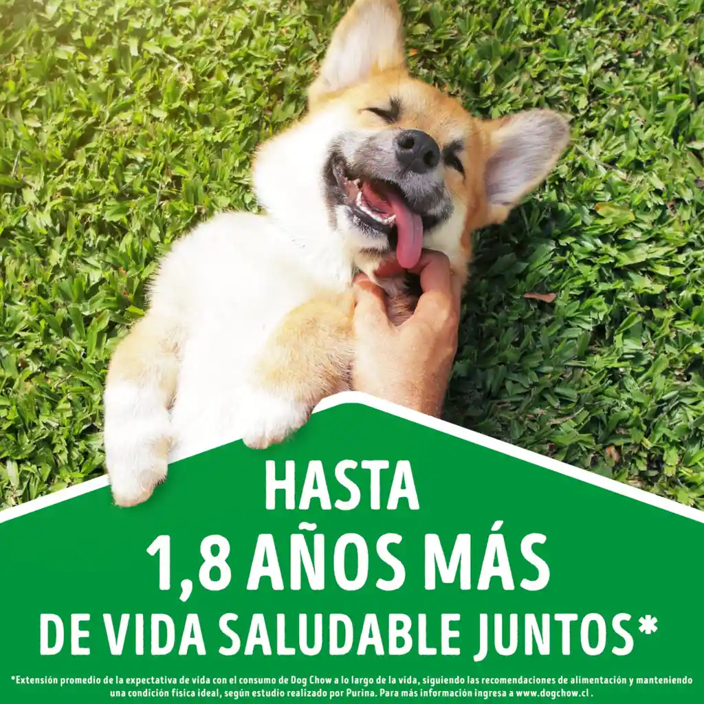 Comida para perro Dog Chow Adulto medianos y grandes x 22,7 kg