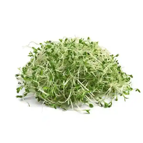 Alfalfa Germinada