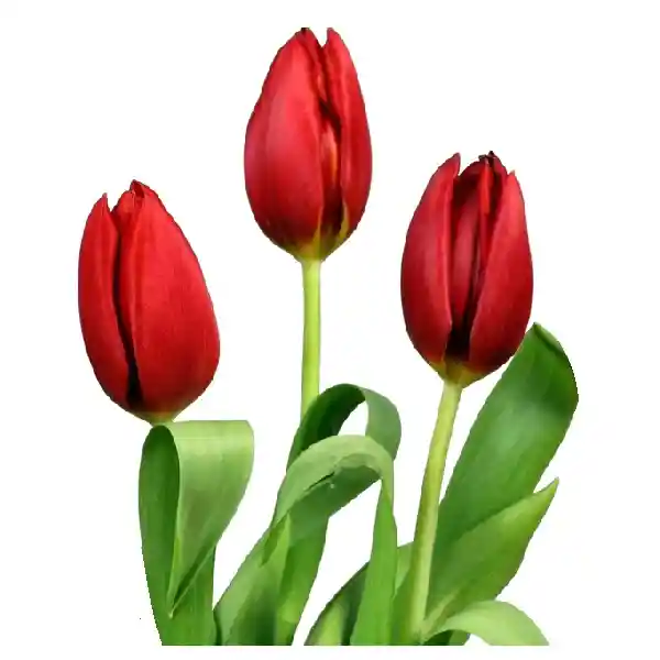 Arreglo Floral 25 Tulipanes Rojos Ile De France En Ramo