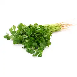 Cilantro