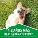 Comida húmeda para perro Dog Chow todos los tamaños cordero x 100 gr