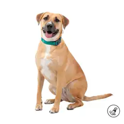 Collar Ajustable Para Perro Mylu L Verde