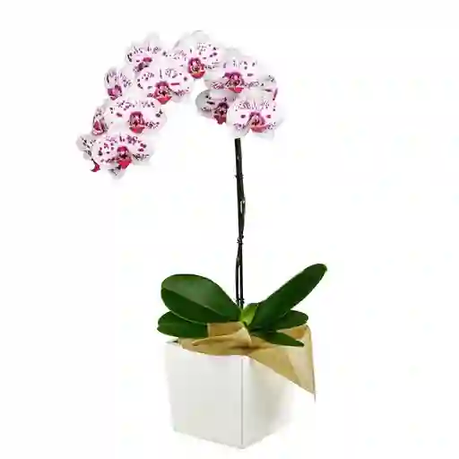Orquídea Bella Elegance en Matera