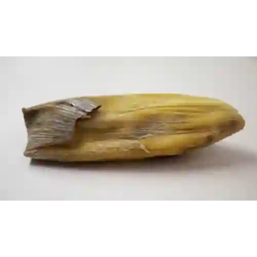 Envuelto de Chocolate Jalapeño