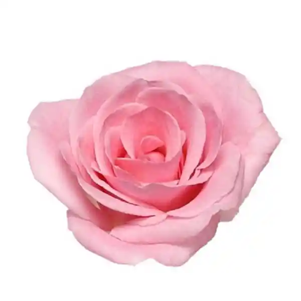 Arreglo Floral de 12 Rosas Rosadas Pink en Ramo
