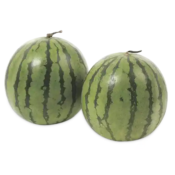 Makro Patilla Baby
