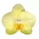 Orquídea Amarilla Success En Matera