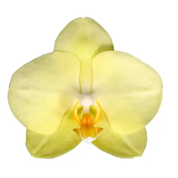 Orquídea Amarilla Success En Matera