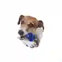 AFP Juguete Para Perro Dental Cactus