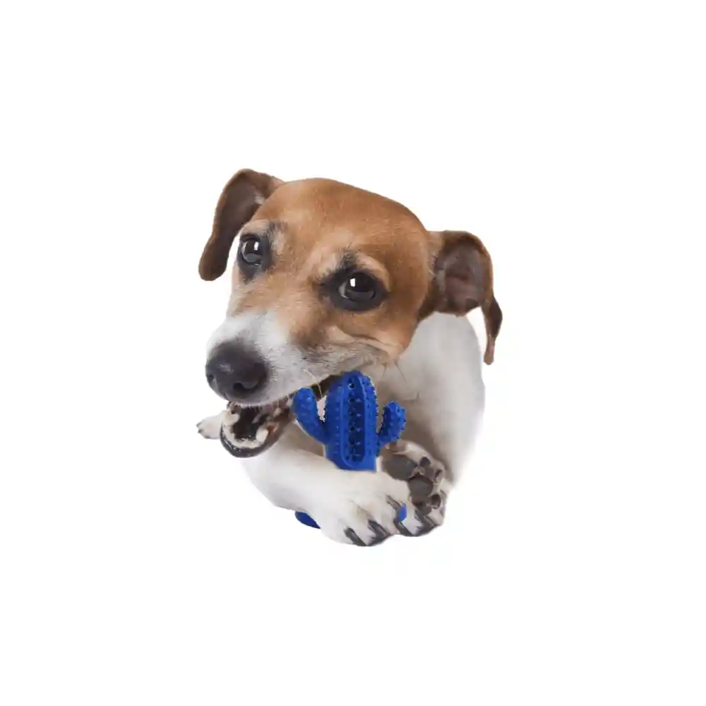 AFP Juguete Para Perro Dental Cactus