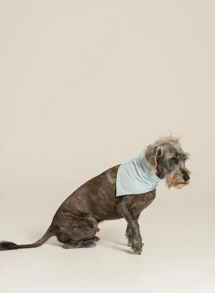 Panoleta Pets Hembra People 45570