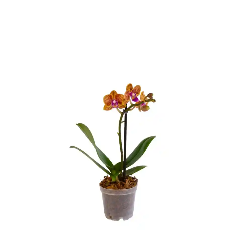 Orquidea Mini Pote 7 Sin Ref