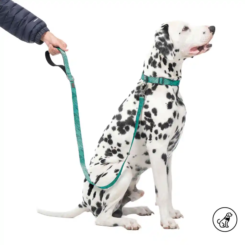 Correa Para Perro Sencilla Odye L Verde