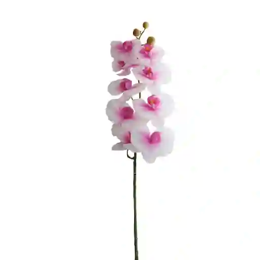 Orquidea Gio Home Mposa 9 Ramas Blanco Morado