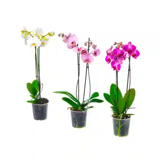 Orquídeas