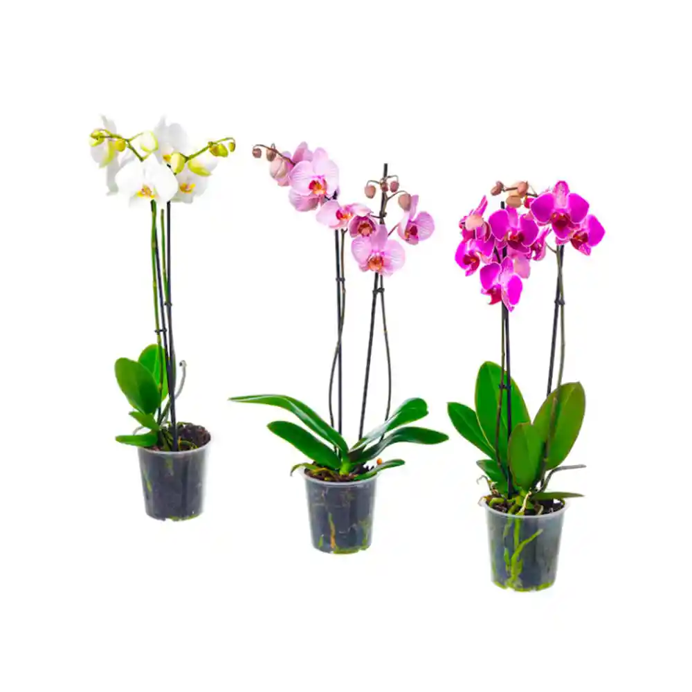 Orquídeas