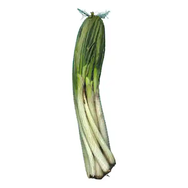 Members Selection Cebolla Larga