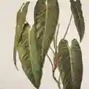 Porta Plato Madera Calathea Finlandek Diamantina