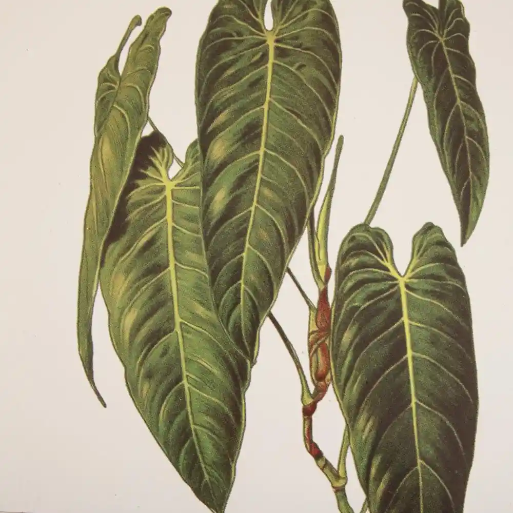 Porta Plato Madera Calathea Finlandek Diamantina