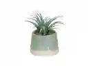 Maceta Cactus Dúo Celeste Casaideas