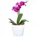 Orquidea Baby Con Matera Decorativa