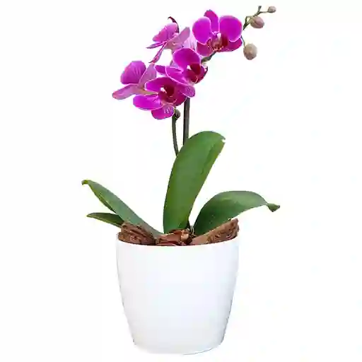 Orquidea Baby Con Matera Decorativa