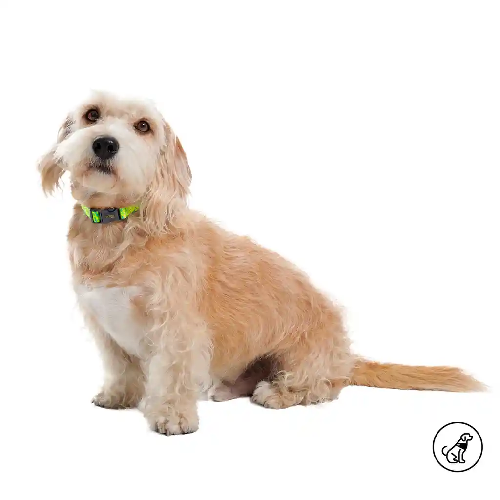 Collar Ajustable Para Perro Mylu Xs Amarillo