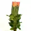 Rosas