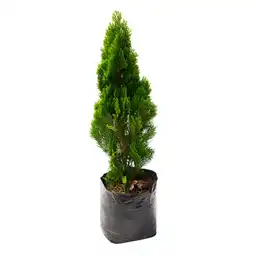 Planta de Pino Libro B35 Tierra Negra