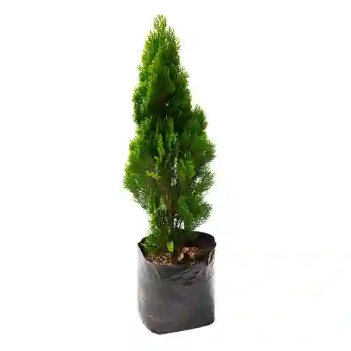 Planta de Pino Libro B35 Tierra Negra