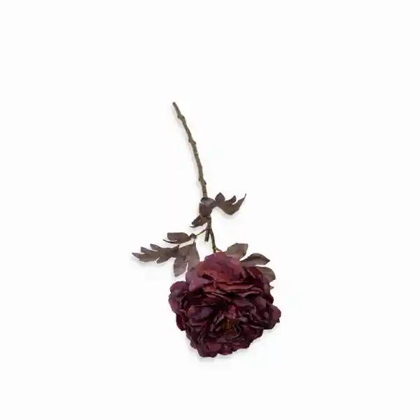 Peonia Borgona 62 cm Ambiente Gourmet