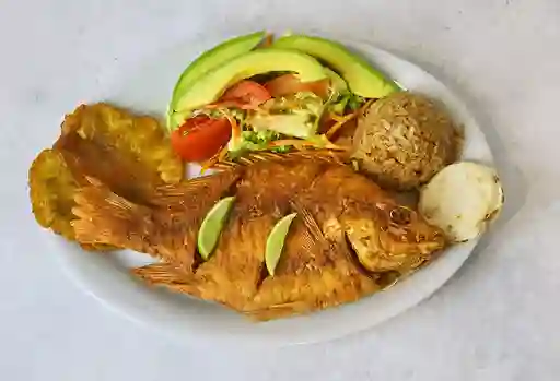 Tilapia