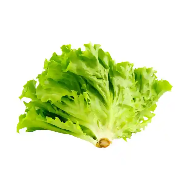 Lechuga Común