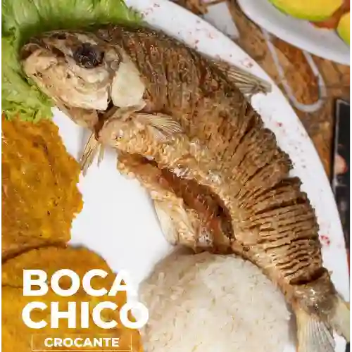 Bocachico