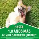 Comida para perro Dog Chow Adulto minis y pequeños x 2 kg